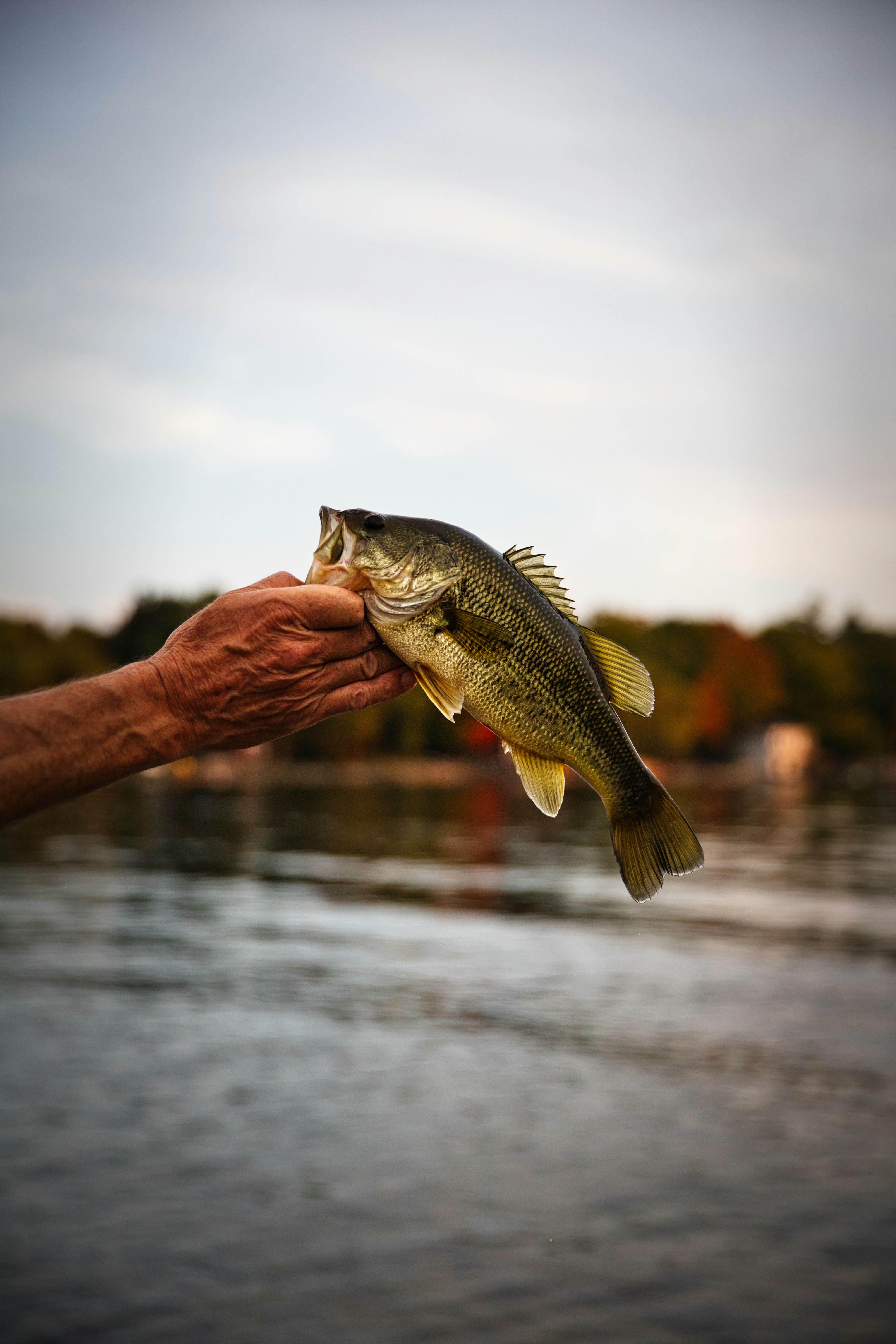 a bit different bass